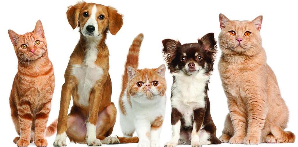 Доска объявлений о животных | ЗооТом - продажа, вязка и услуги для животных в Осе