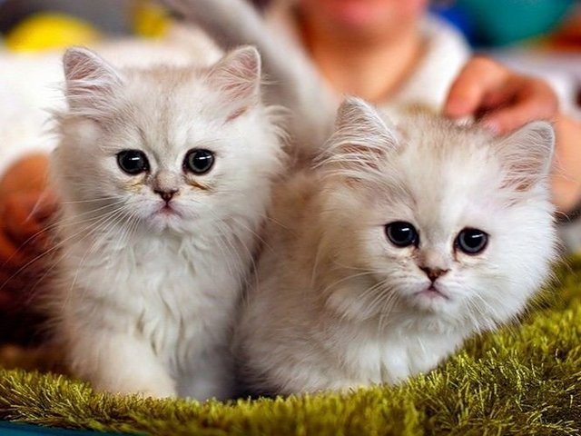 Породы кошек в Осе | ЗооТом портал о животных