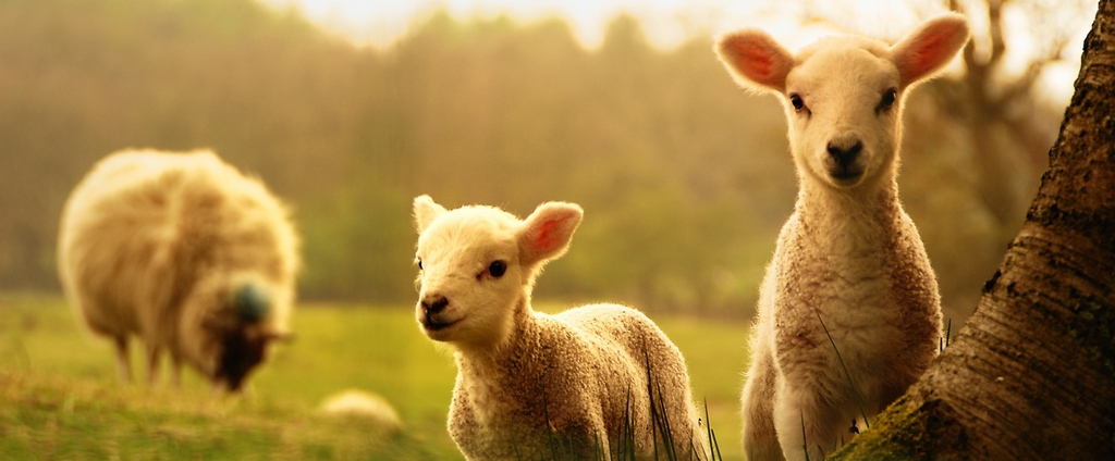 Объявления о сельскохозяйственных животных | ЗооТом - продажа, вязка и услуги для животных в Осе