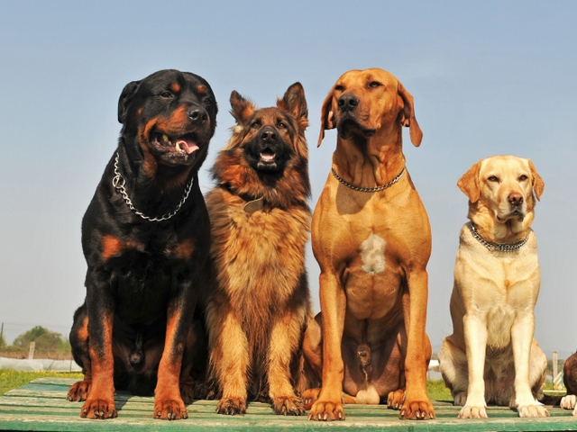 Крупные породы собак в Осе | ЗооТом портал о животных