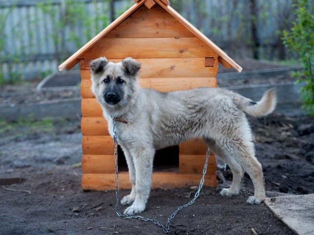 Все о собаках в Осе